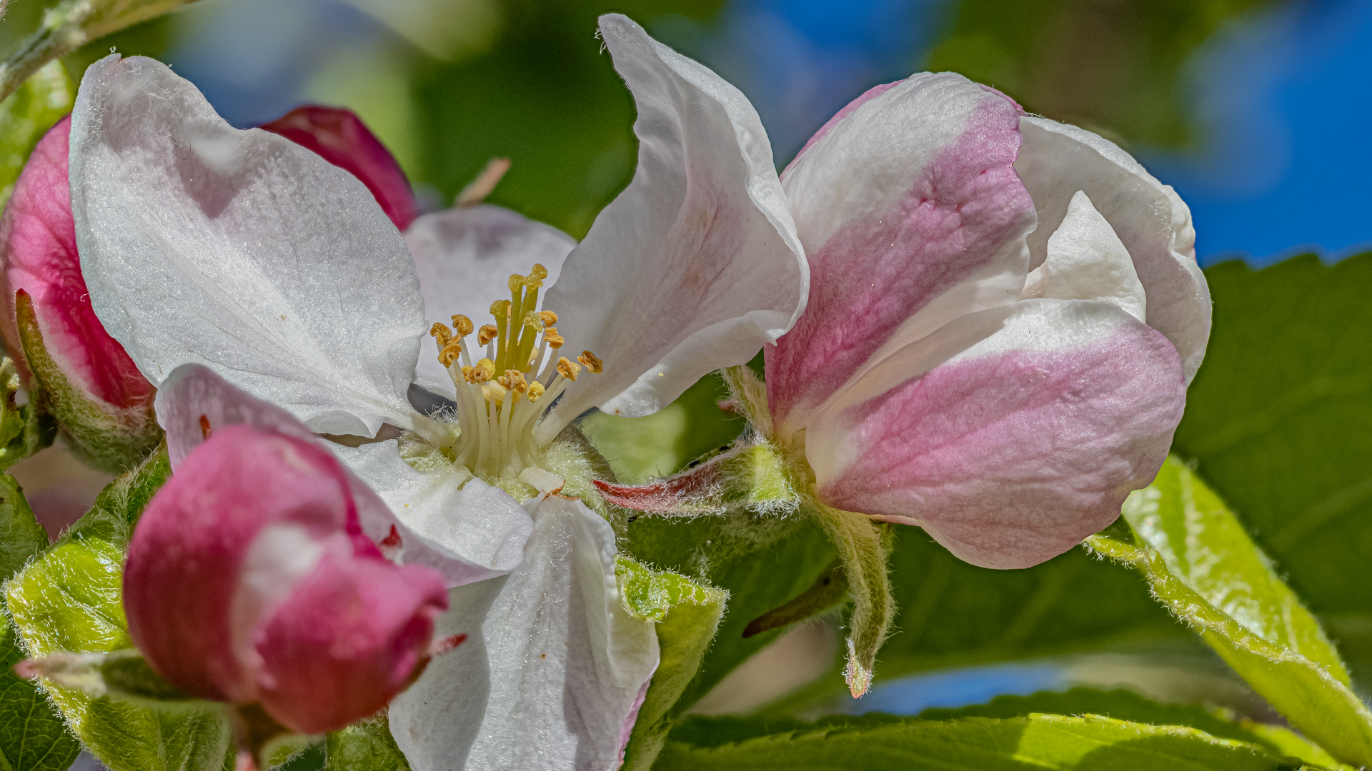 Apfelblüte